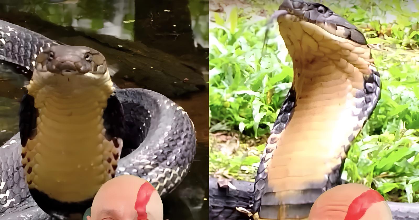 Com quase 6 metros de comprimento, capacidade de erguer o corpo à altura de um adulto e uma das maiores cargas de veneno já registradas, a cobra-rei é a maior serpente venenosa da história