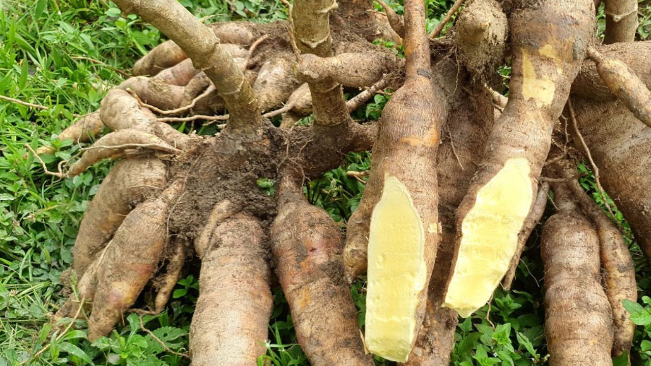 Com produtividade três vezes maior que a média do Amazonas, nova mandioca BRS Jacundá da Embrapa promete revolucionar a agricultura local e fortalecer a segurança alimentar no estado.