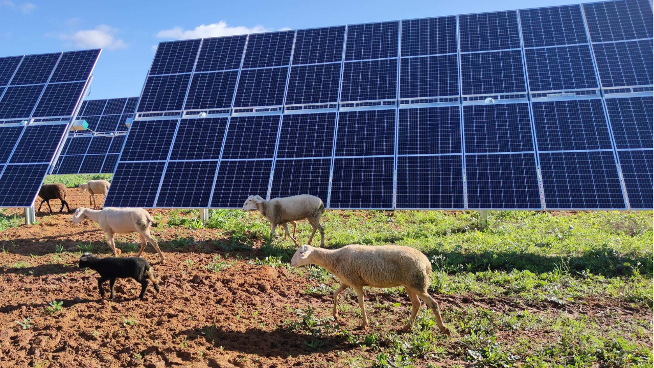 Iniciativas de energia solar comunitária se multiplicam na Espanha após mudanças regulatórias, levando eletricidade limpa e barata a famílias vulneráveis e transformando pequenos municípios em polos de inovação energética.