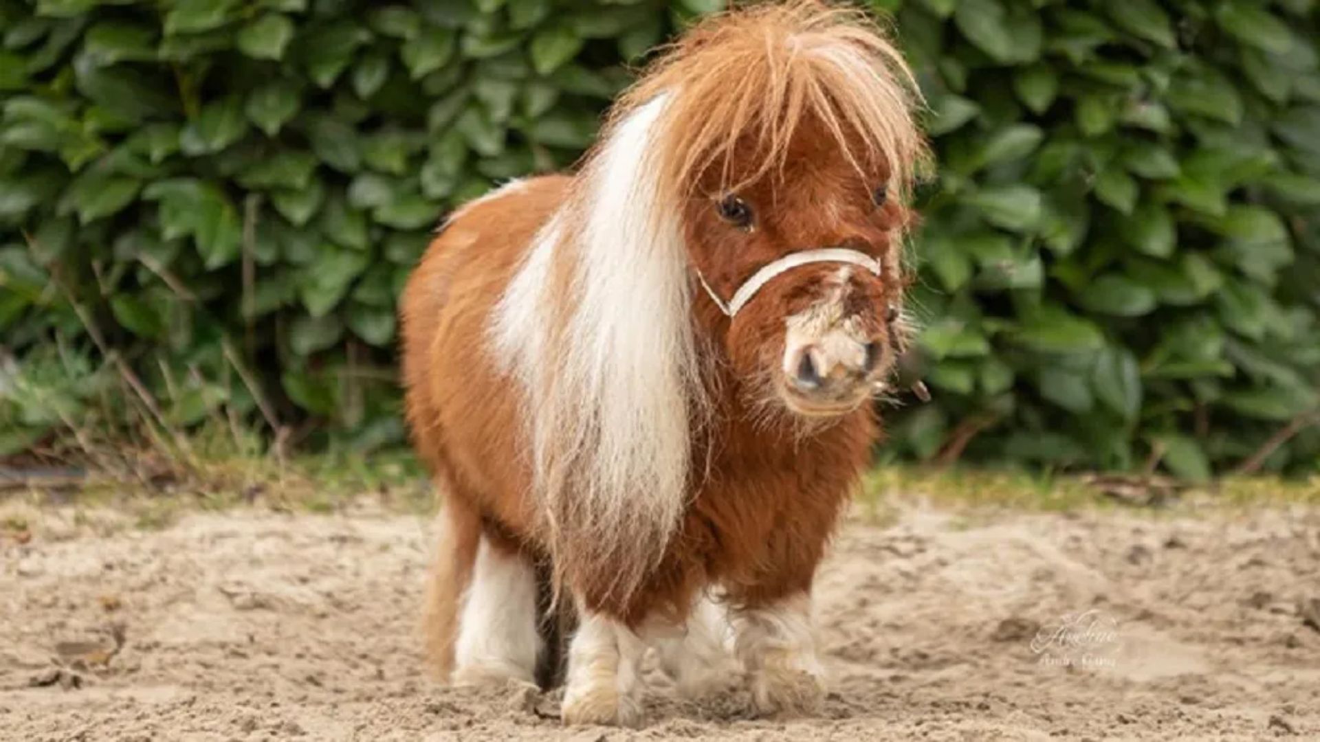 menor cavalo do mundo ao lado de cenário de abandono de bovinos no Brasil em 2025