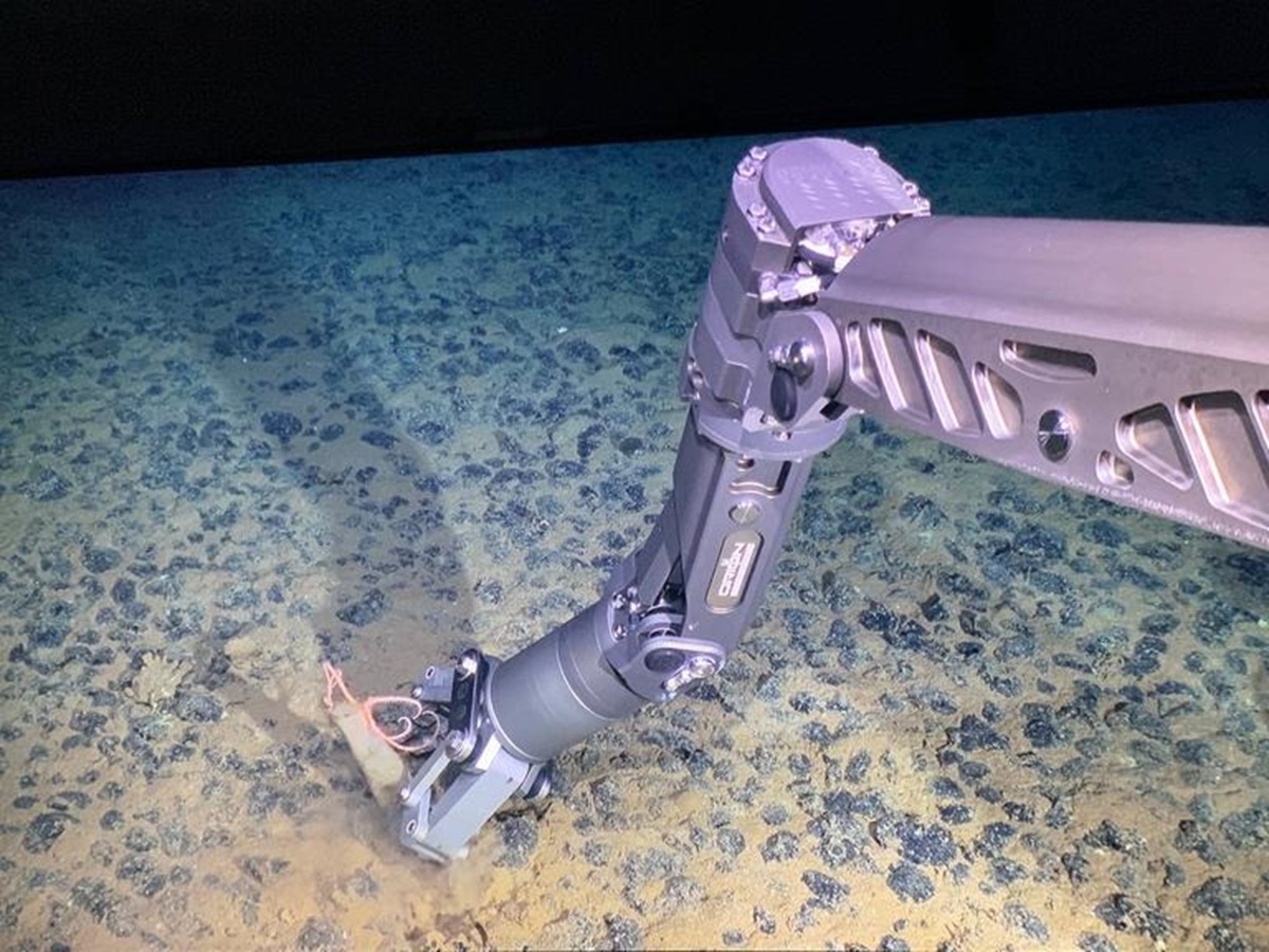 Os nódulos estão densamente agrupados no fundo do mar na área pesquisada. Aqui está um robô subaquático coletando uma amostra de um animal esponja de águas profundas com uma estrela-do-mar. Foto: ROV Odysseus, Pelagic Research Services