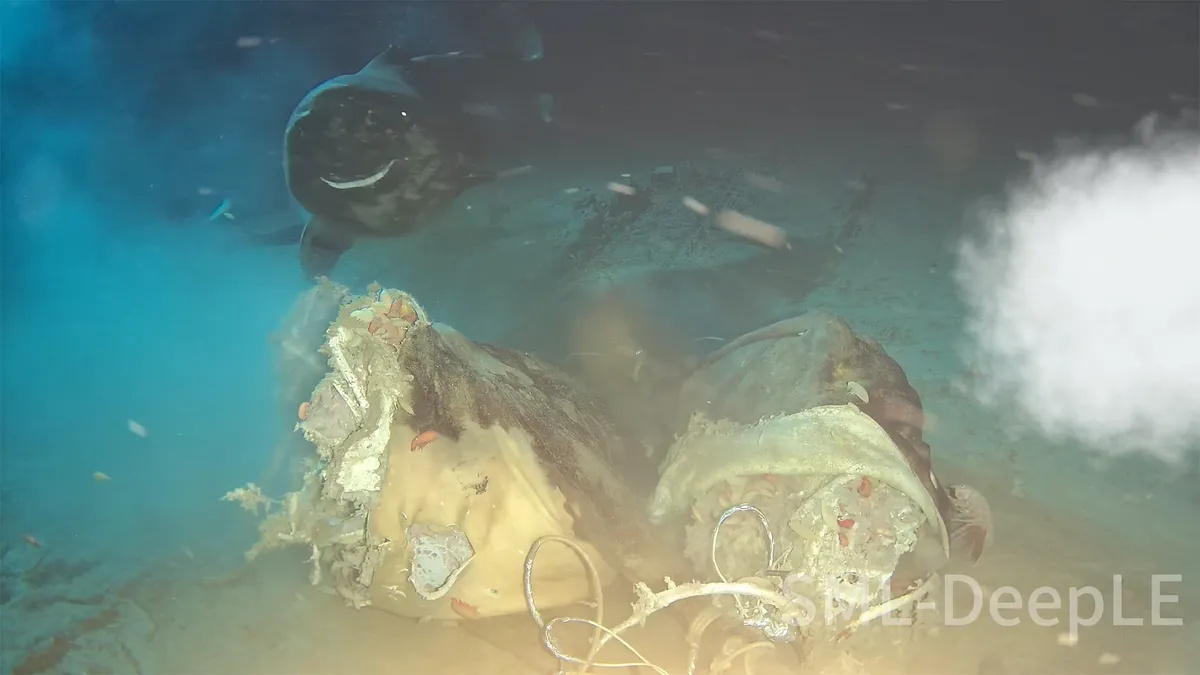 Carcaça lançada a 1.629 metros revela oito tubarões-dorminhocos-do-pacífico e comportamento alimentar inédito no Mar da China Meridional.