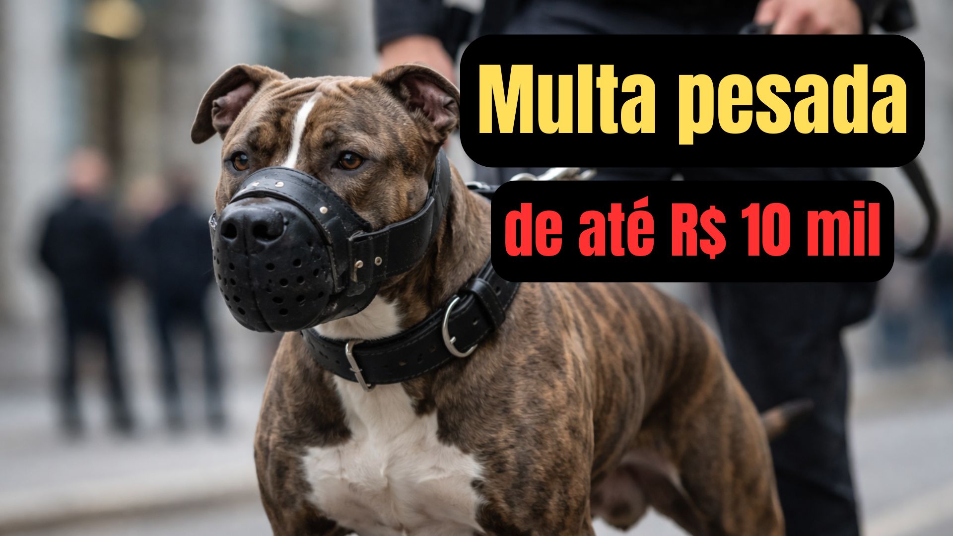 Pitbull com focinheira e coleira simbolizando decreto de castração obrigatória e restrições legais