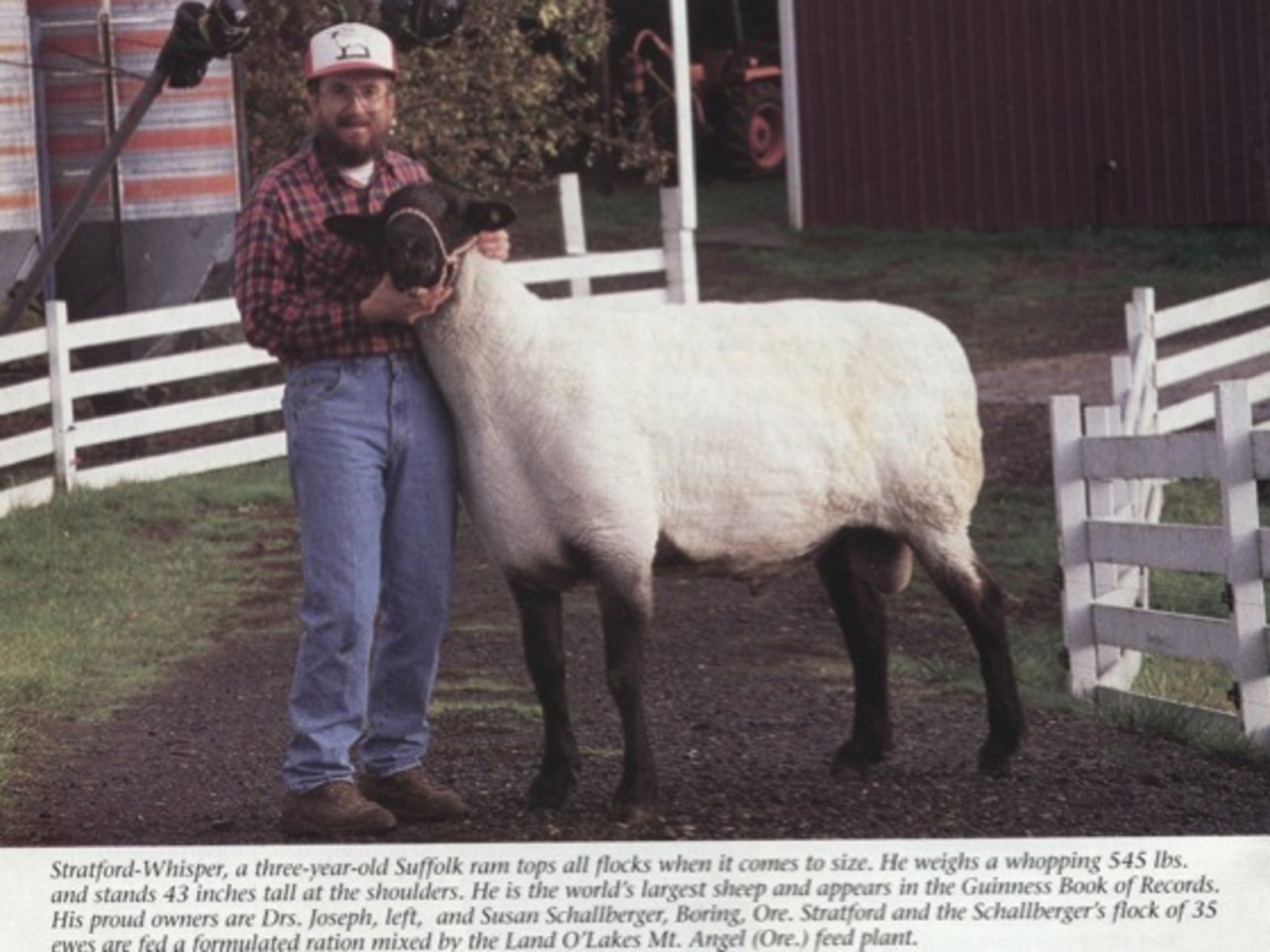 Carneiro, maior carneiro, Guinness