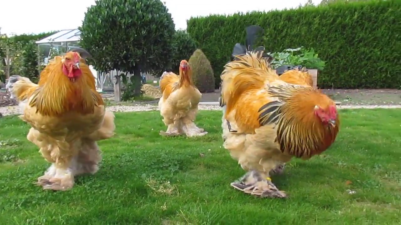 Com mais de 70 centímetros de altura, peso acima de 7 quilos e porte fora do padrão, uma galinha da raça Brahma figura entre as maiores já registradas no mundo