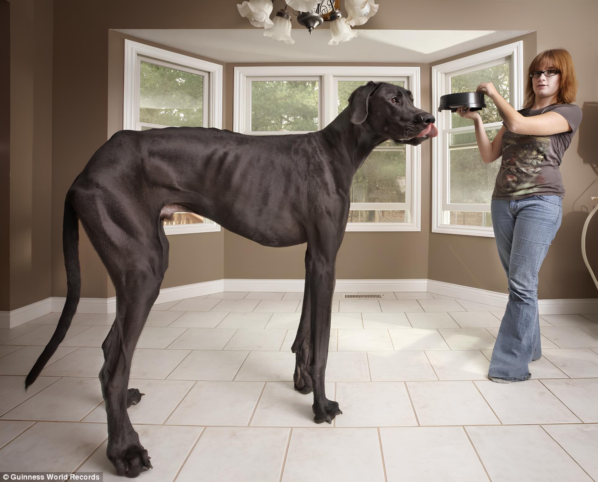 Com mais de 1 metro de altura, peso equivalente ao de um adulto humano e porte comparável ao de um cavalo pequeno, Zeus entrou para a história como o maior cachorro já registrado no mundo