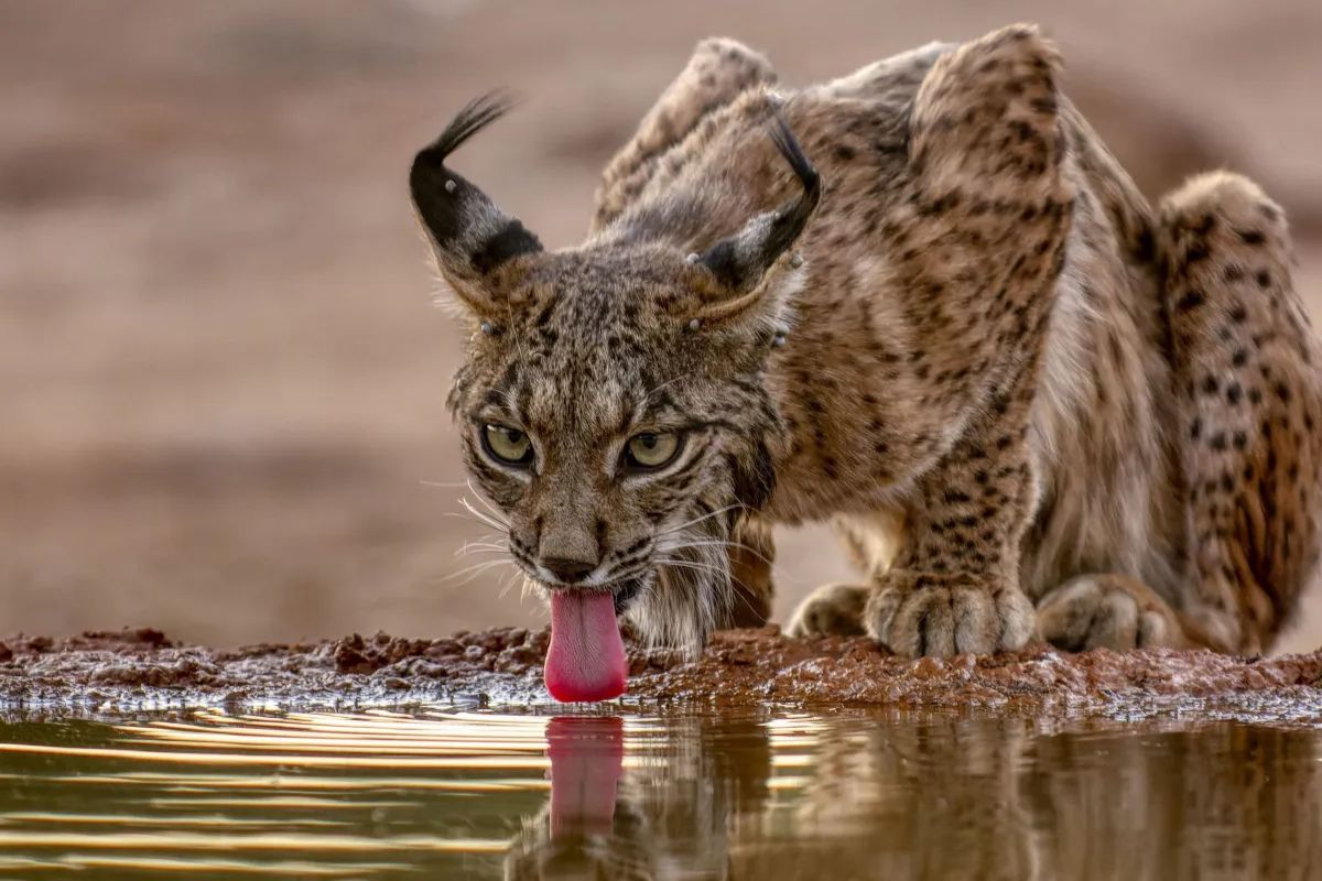 Lince ibérico cresce 19% em Portugal e Espanha, ultrapassa 2.400 animais na Península Ibérica, reforça a conservação ambiental e se consolida como o maior símbolo de recuperação de uma espécie ameaçada na Europa.