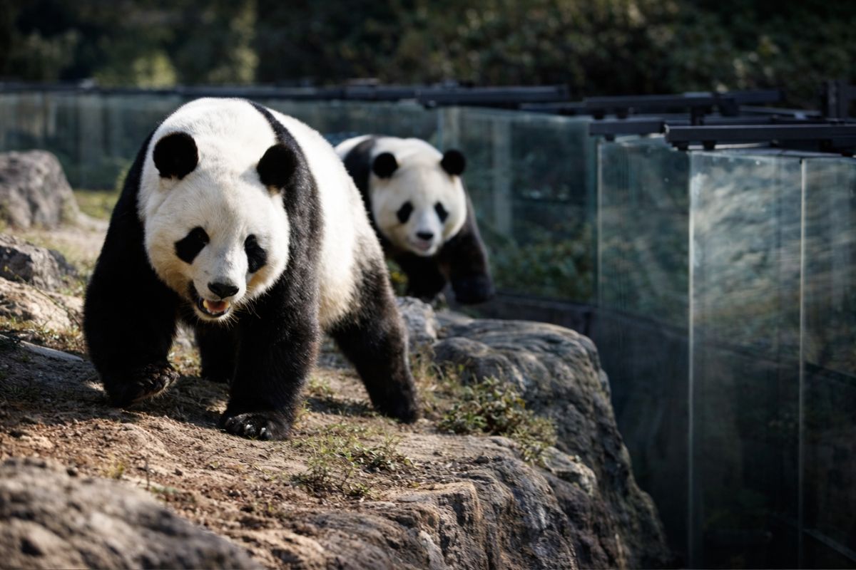Adeus aos últimos pandas do Japão Lei Lei e Xiao Xiao deixam hoje Tóquio rumo à China, encerram 50 anos no país e expõem tensão crescente entre Pequim e Tóquio (2)