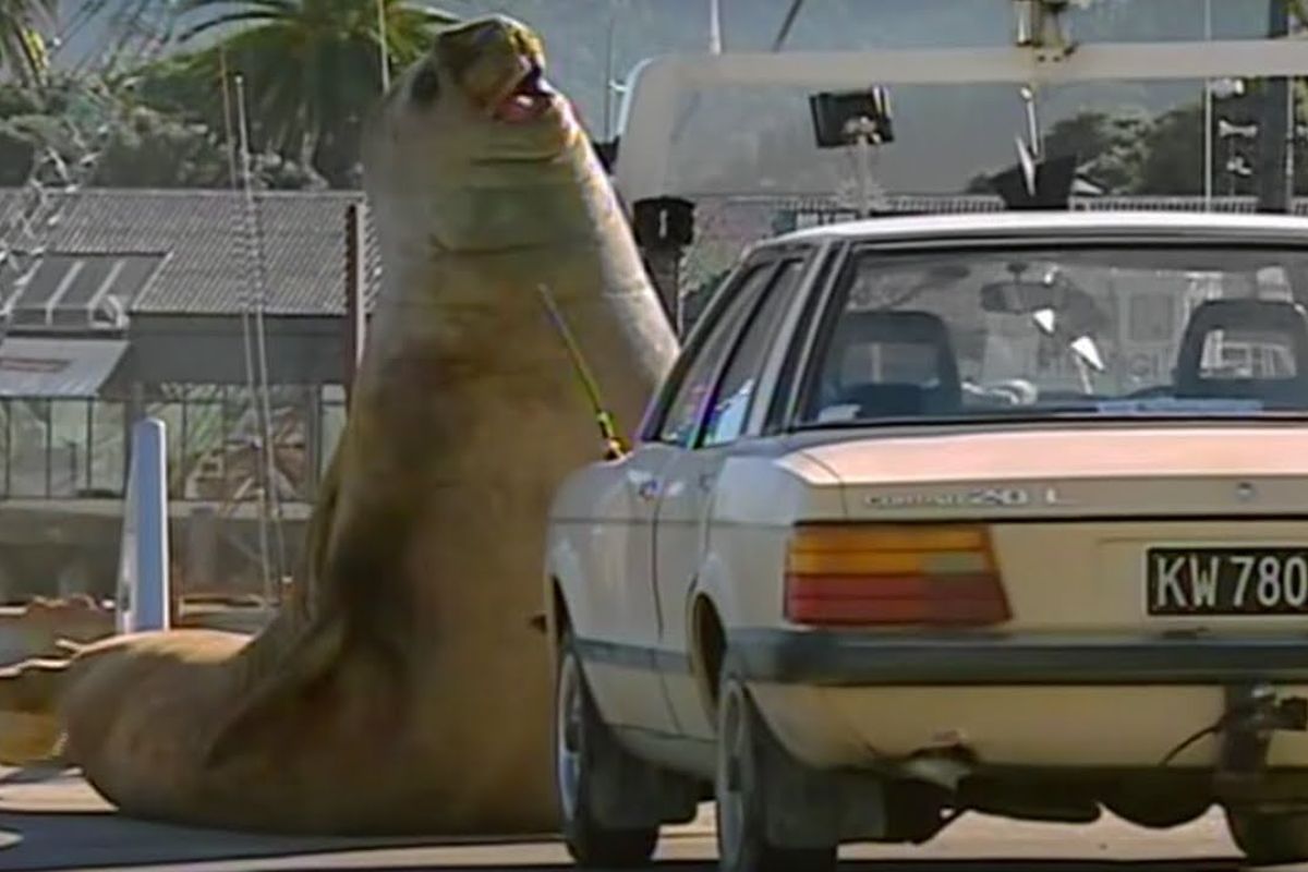 Elefante-marinho supergigante pode atingir seis metros e quatro toneladas, sendo a maior foca do planeta vista nas praias da Califórnia.