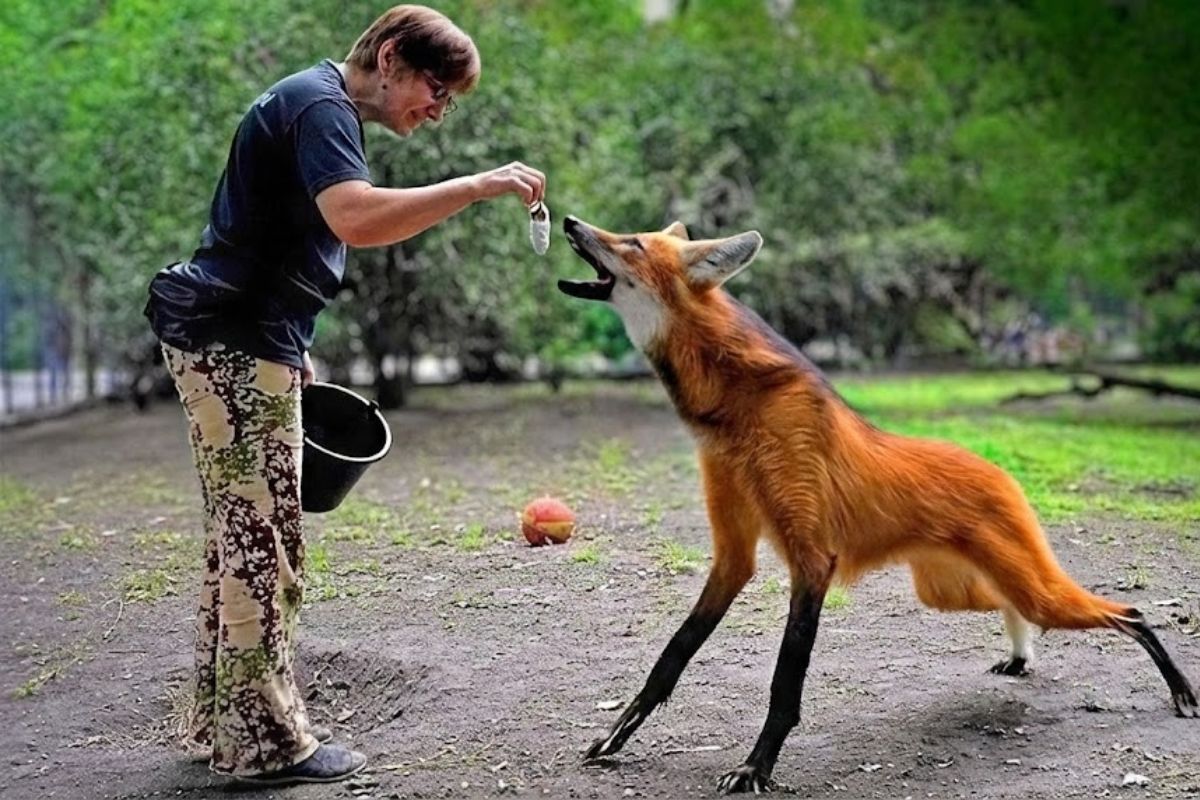 Animal que vive no Brasil, o lobo-guará do Cerrado caça noturna, come fruta, faz dispersão de sementes e resiste entre fazendas e cidades brasileiras.