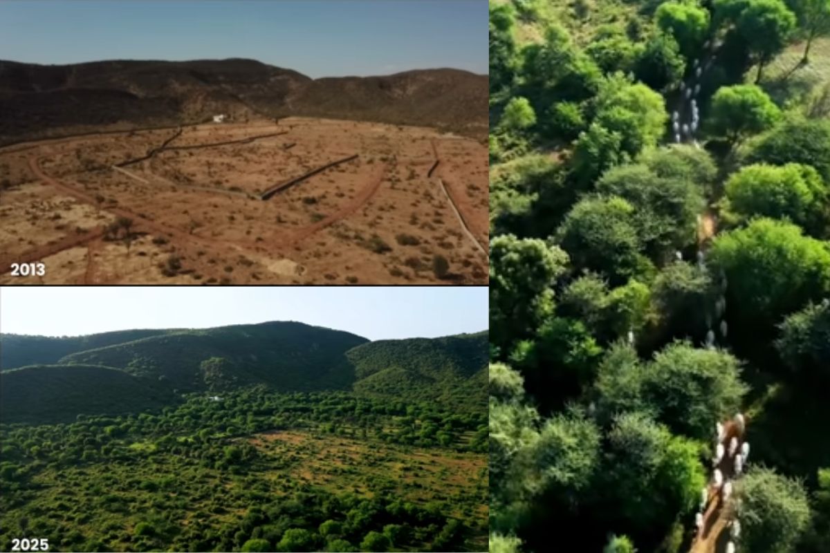 Aos 63 anos, botânica volta à Índia e transforma 100 acres de pedras em fazenda regenerativa 180 vacas em pastoreio planejado, esterco vira fertilidade, besouros recuperam o solo (3)