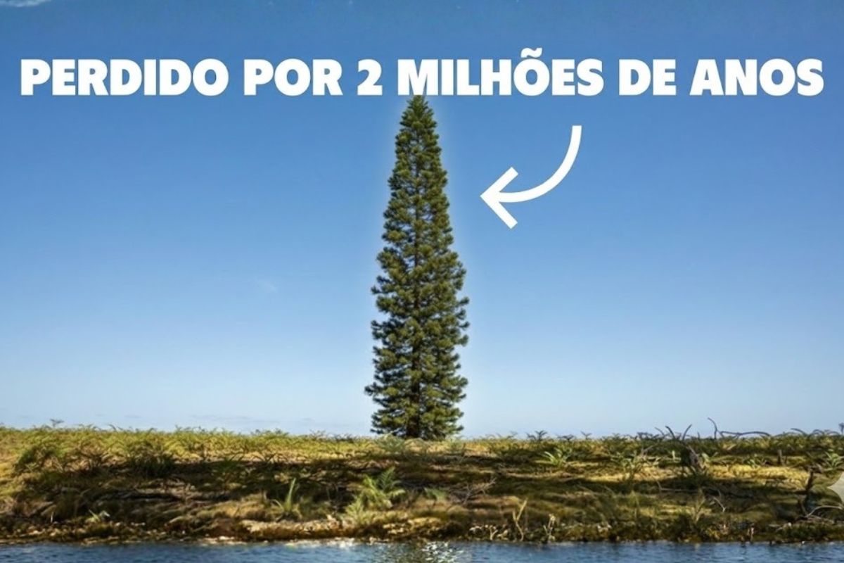 árvore ‘dinossauro’ no cânion: pinheiro Wollemi enfrenta Phytophthora cinnamomi e incêndios, com sigilo, multa e prisão na Austrália.