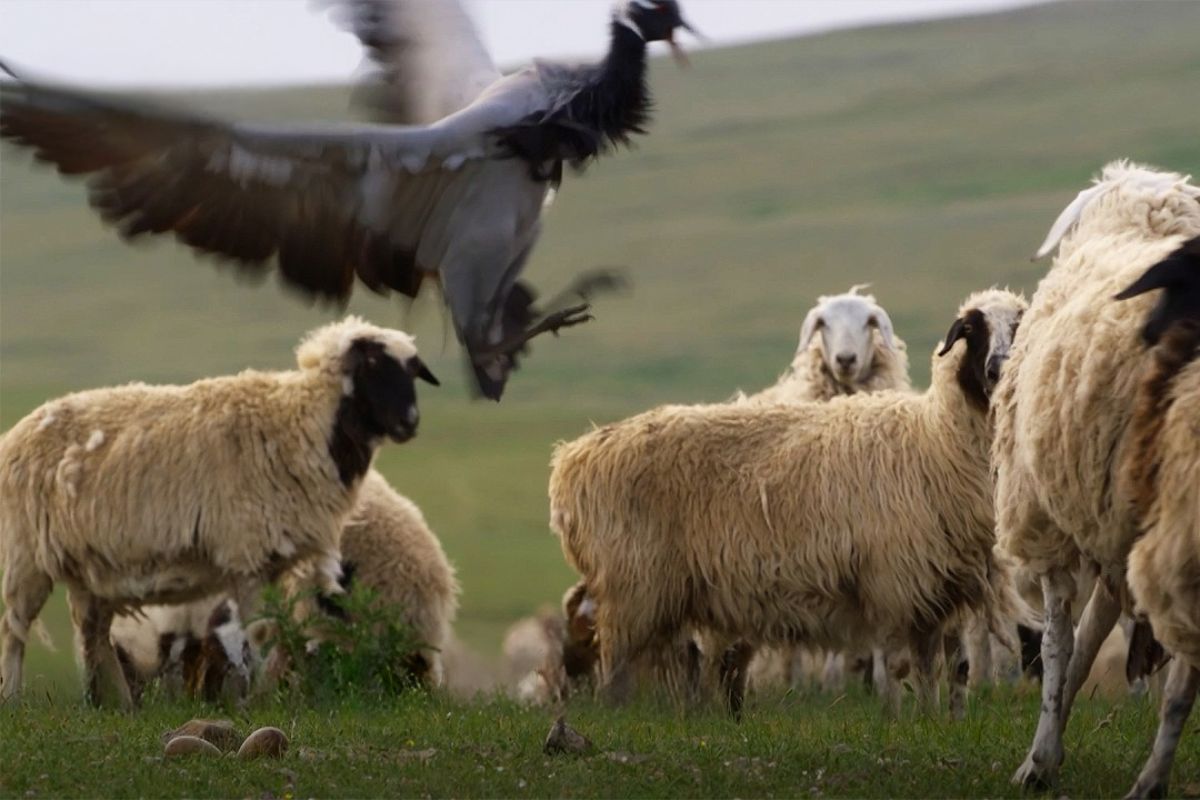 A ave protege ovos e filhotes nas pradarias ao reagir à aproximação de ovelhas, recorrendo ao raro chute de guindaste para afastar o rebanho e preservar o ninho.