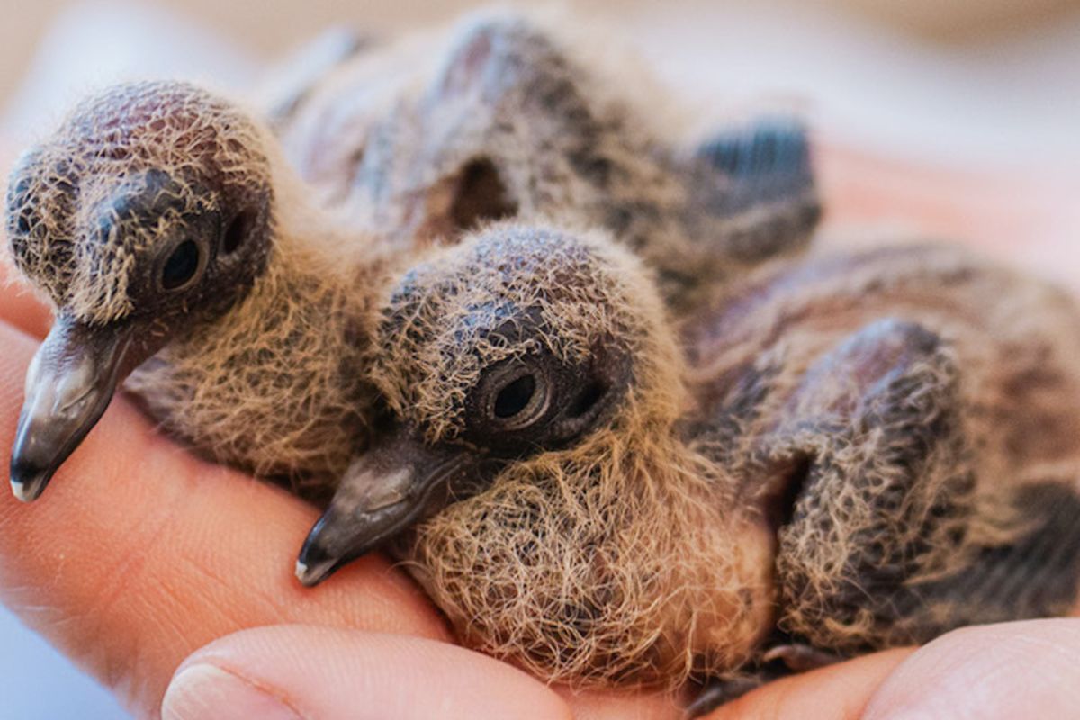 Ave extinta na natureza sobrevive como ave em cativeiro, avança com filhotes, fortalece programa de conservação e reacende planos de reintrodução na natureza.