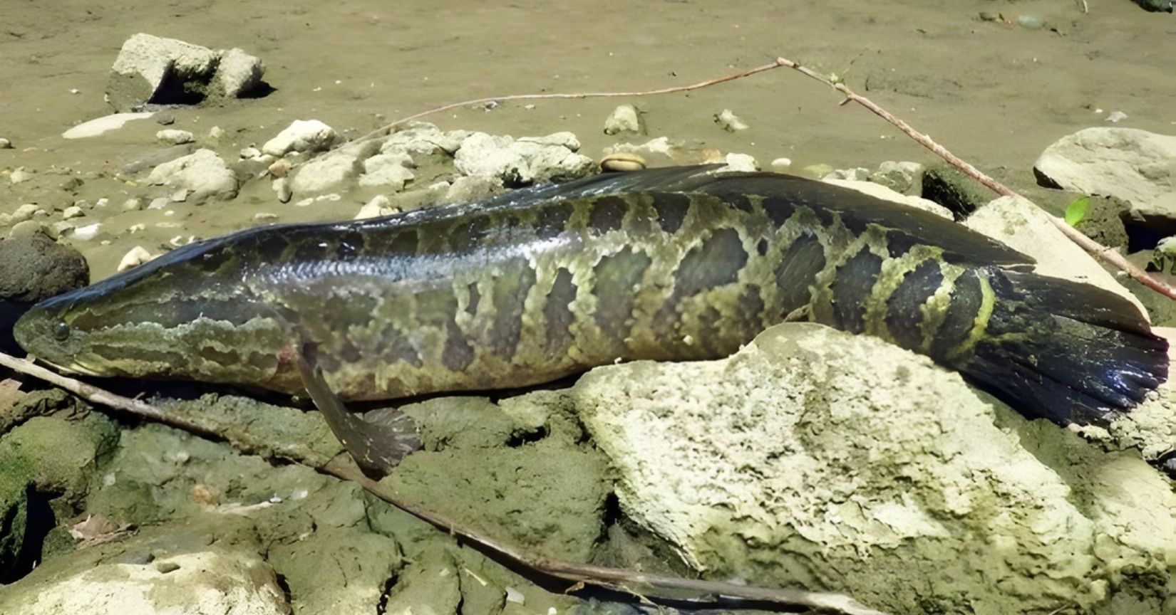 Respira fora d’água, anda em terra por dias e domina rios inteiros: o peixe-cabeça-de-cobra virou uma praga biológica capaz de devastar ecossistemas aquáticos em dois continentes