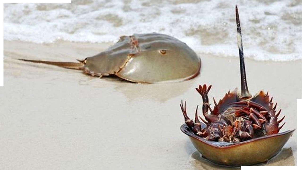 Caranguejo-ferradura desafia o tempo geológico: com origem estimada em 450 milhões de anos, morfologia quase inalterada, sangue azul essencial para a medicina moderna e ovos que cobrem praias inteiras, tornou-se um dos animais vivos mais antigos do planeta