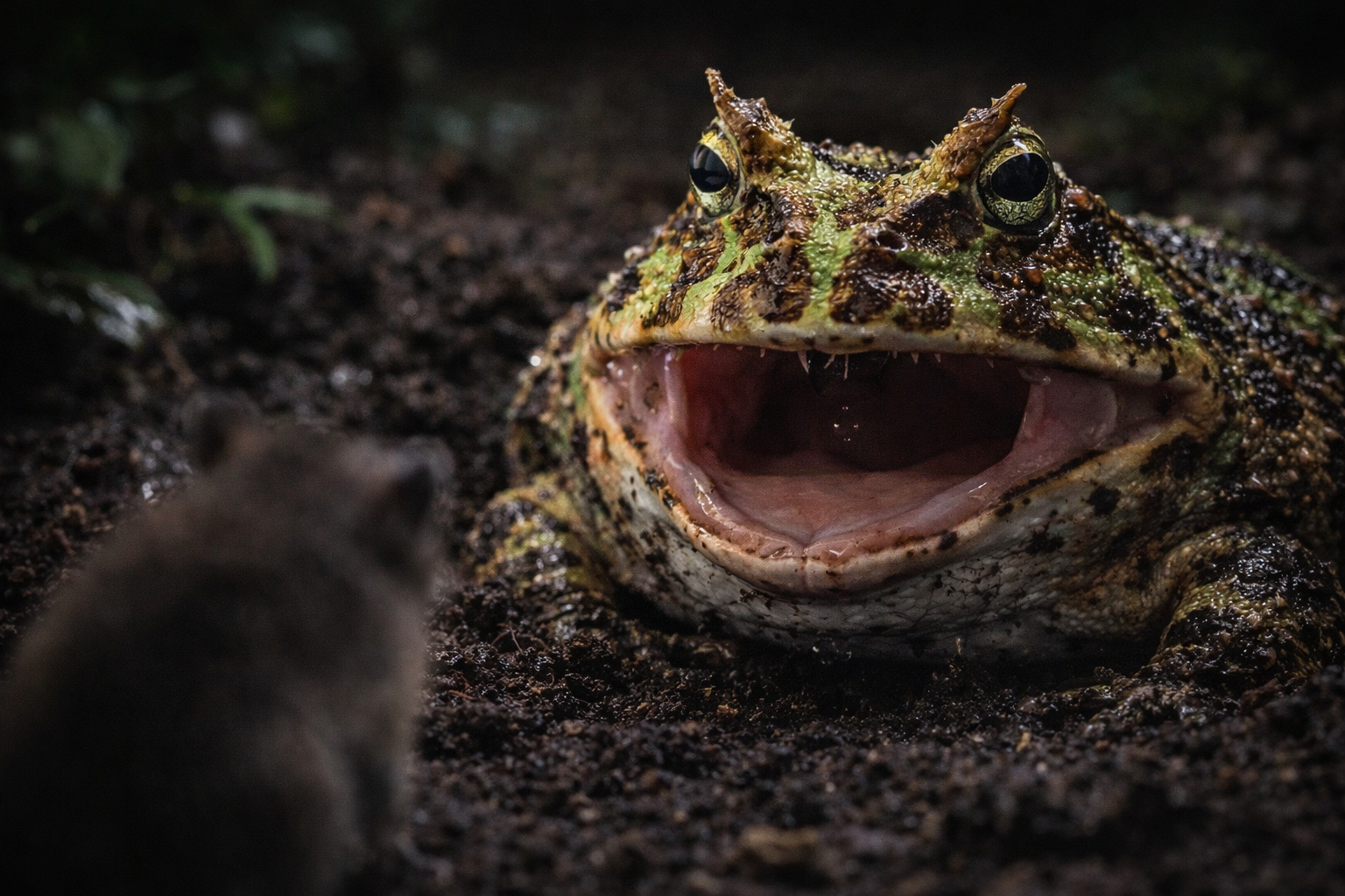 Engole pássaros inteiros, embosca roedores e aplica uma mordida comparável à de pequenos felinos: o sapo-de-chifre Ceratophrys ornata desafia o que se espera de um anfíbio
