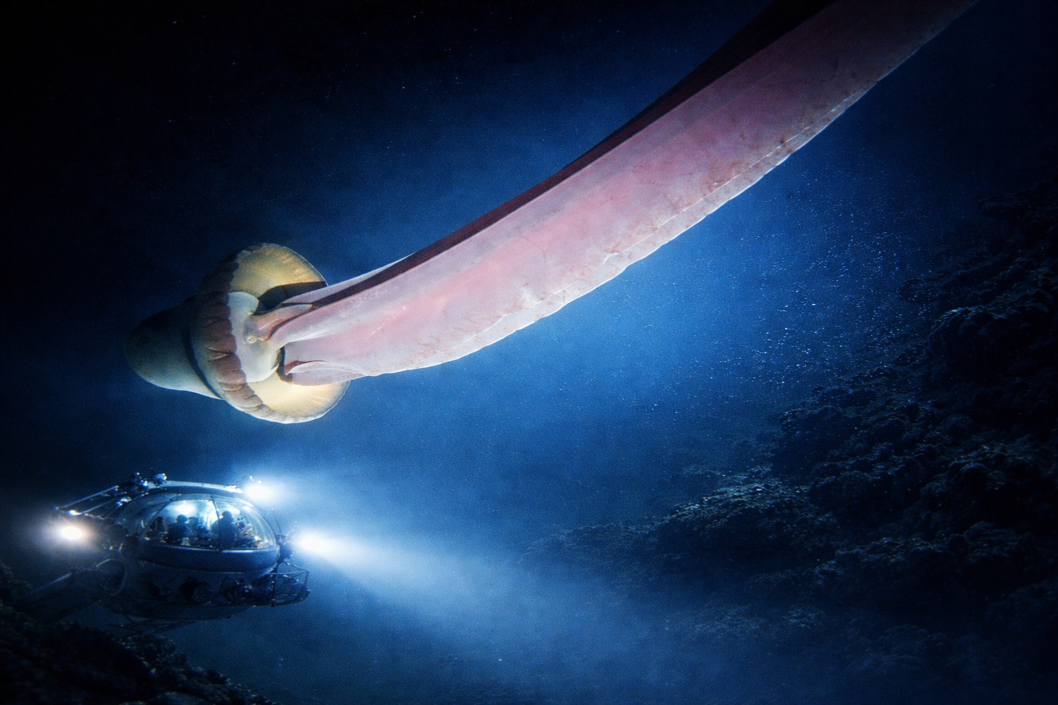 Água-viva gigante Stygiomedusa gigantea nas profundezas do oceano, com braço de mais de 10 metros iluminado por submersível científico