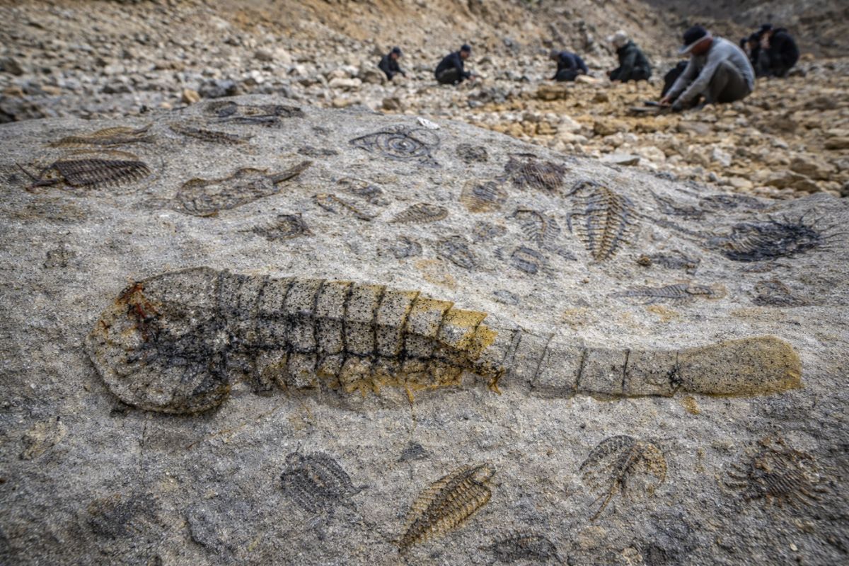 Descoberta na pedreira na China revela 153 espécies em fósseis do Cambriano, ampliando o entendimento da vida complexa e dos ecossistemas marinhos antigos