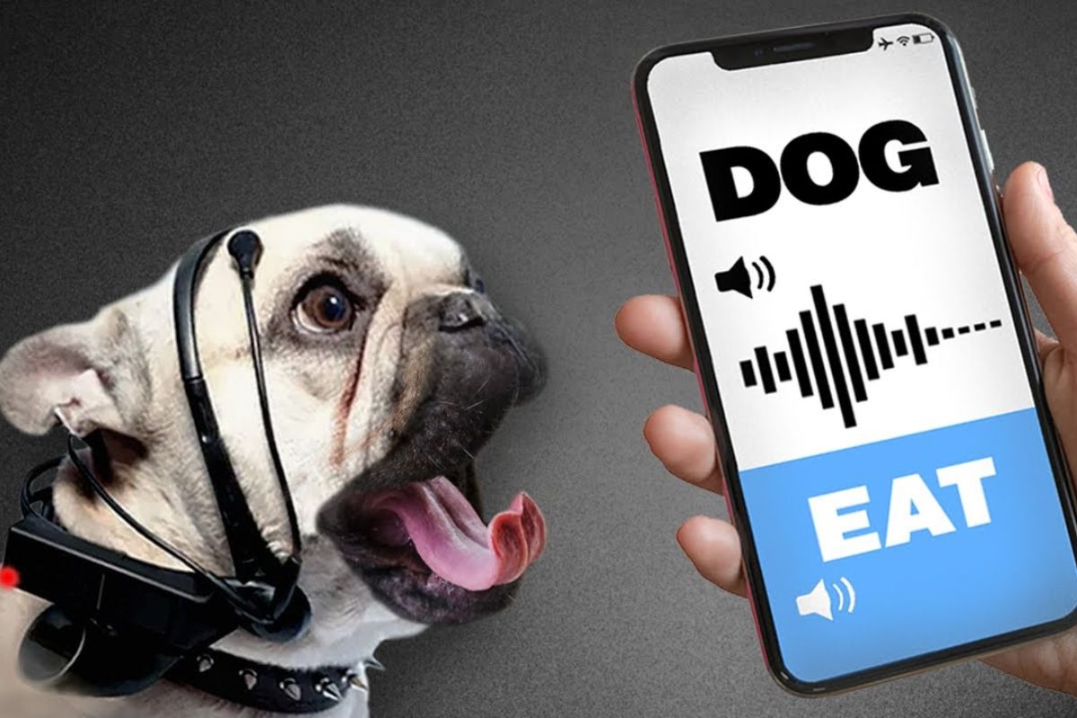 cientistas testam cães com dispositivo que lê latidos e usa inteligência artificial para estimar emoções, mas a promessa reacende dúvidas sobre precisão, limites e o que realmente pode ser entendido entre espécies.