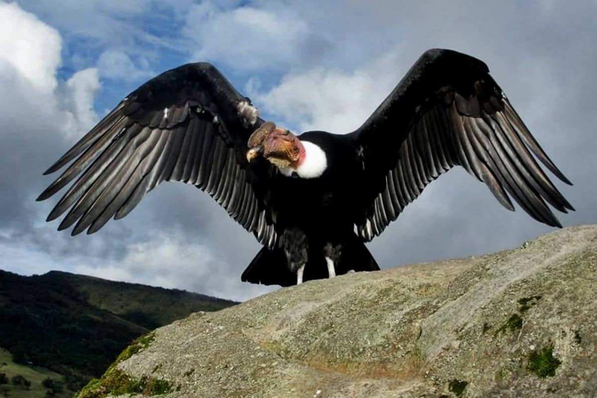 Com asas de até 3,2 m, o condor-andino domina os céus dos Andes, vira símbolo sagrado de povos e países, mas perde habitat, sofre envenenamento e caça e entra na lista (1)