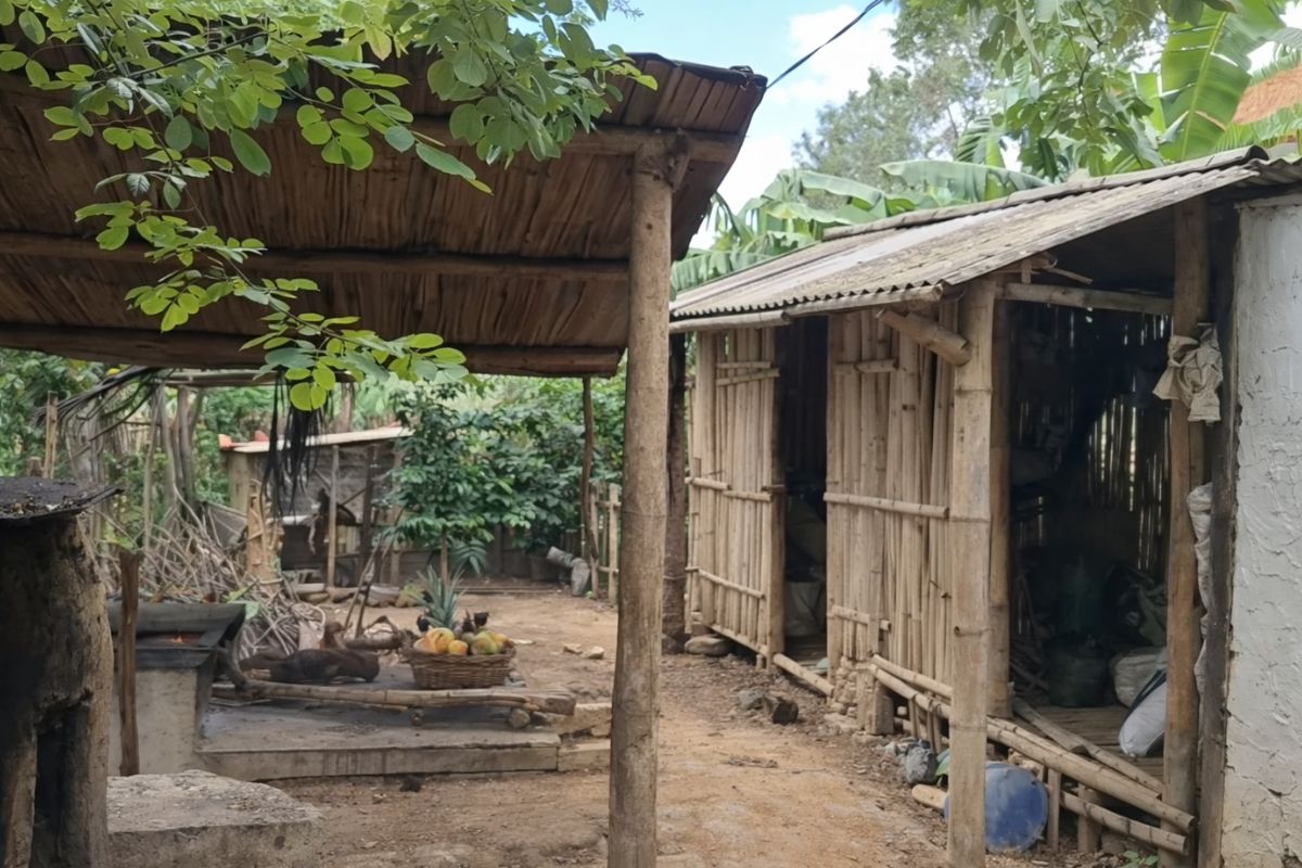 Começaram um sítio do zero e, em 4 anos, viraram produção sustentável leite, ovos, frutas, fogão a lenha, plantio de banana, podas e rotina diária no Recanto com trabalho constante (1)