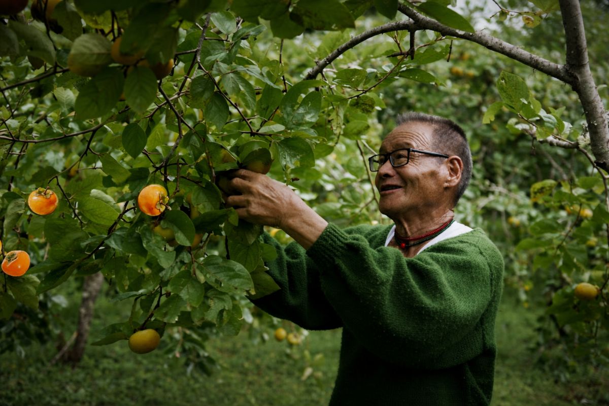 Como um homem de 85 anos transformou uma floresta em Nagaland, plantou a primeira árvore de caqui da região, criou um pomar orgânico pioneiro e construiu um legado agrícola (3)