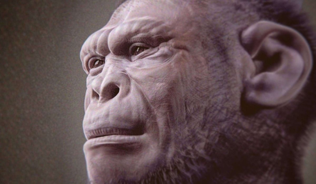 Fóssil de 2 milhões de anos achado no Quênia pode ser o mais antigo e completo já atribuído ao Homo habilis, ancestral do gênero humano. (Imagem: Cicero Moraes/Wikimedia Commons/CC BY SA 4.0)