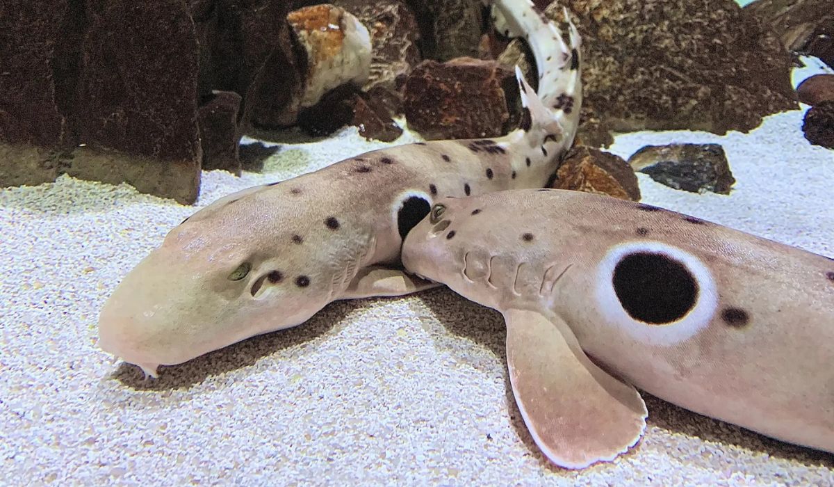 Estudo australiano mostra que tubarões-epaulette produzem ovos sem aumentar gasto de energia, desafiando padrões da reprodução animal. (Imagem: Reprodução/Animalia)