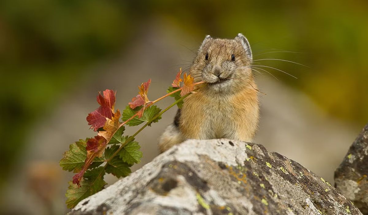 Menos de mil pikas vivem nas montanhas da China; espécie rara enfrenta perda de habitat e risco real de desaparecer, segundo pesquisadores. (Imagem: Flickr/National Parks Service)