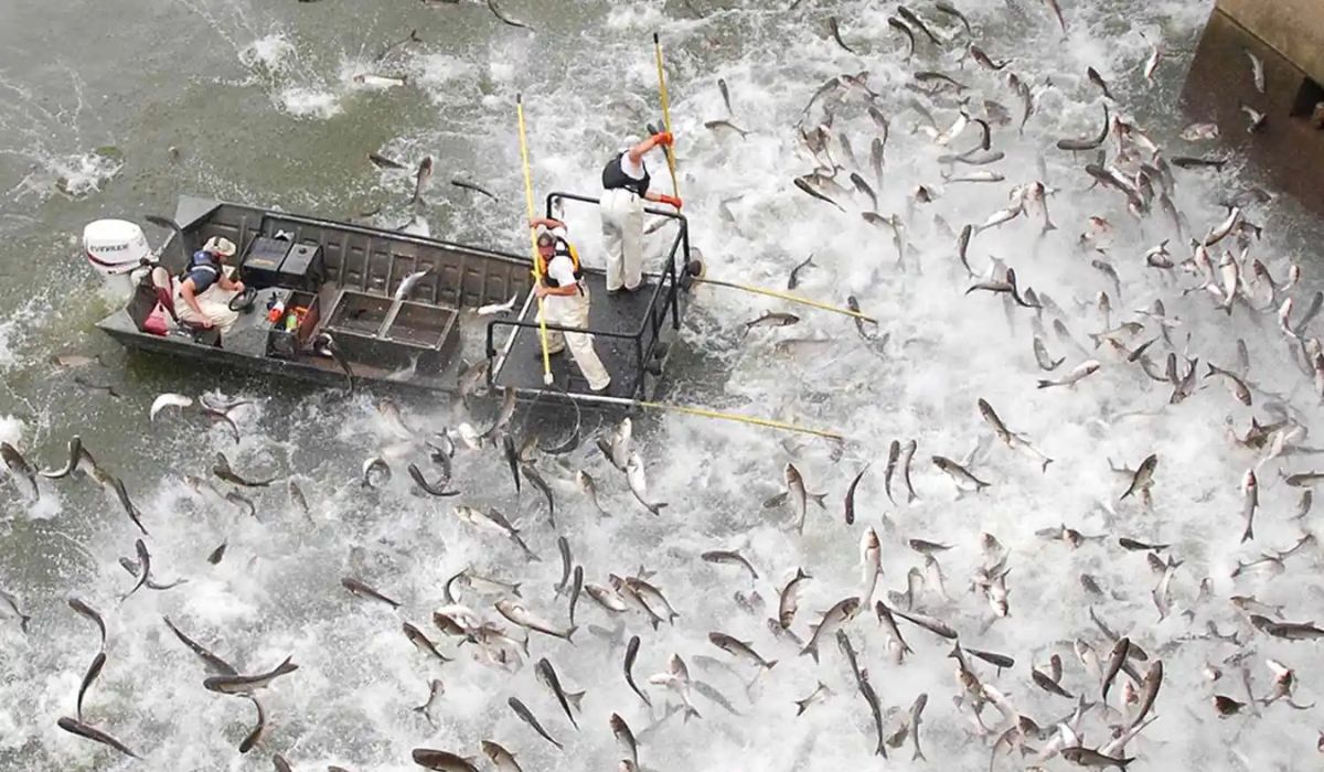 Projeto remove 45 toneladas de carpas asiáticas do Kansas River e amplia ações para conter espécies invasoras no Meio-Oeste dos EUA. (Imagem: Reprodução/111Next)