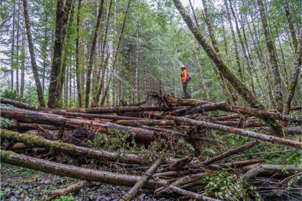 Washington coloca em prática uma intervenção impactante em um rio, troncos inteiros e raízes buscam reter cascalho e criar refúgios essenciais para que o salmão volte a se reproduzir