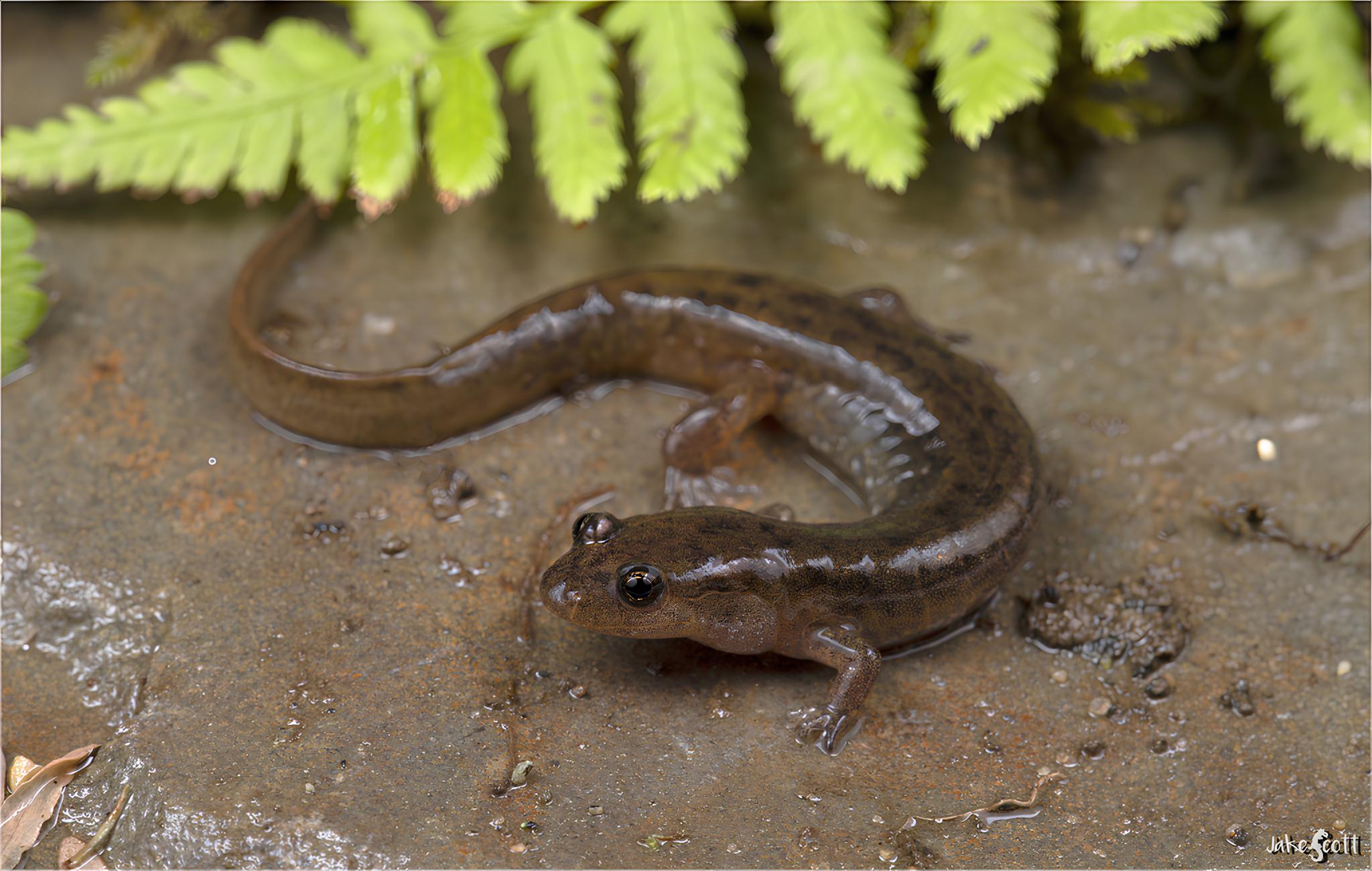 Sem pulmões, com respiração 100% pela pele e dependente absoluta da umidade, o Desmognathus fuscus desafia a biologia ao sobreviver com um sistema respiratório que parece impossível para um vertebrado terrestre
