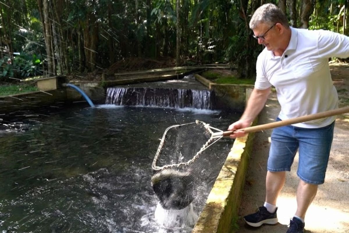 Descubra como a truta virou motor de turismo em Gaspar, com água fria e limpa sustentando a criação contínua, integrada ao restaurante, onde os irmãos controlam do alevino ao prato e mantêm a operação estável o ano inteiro.