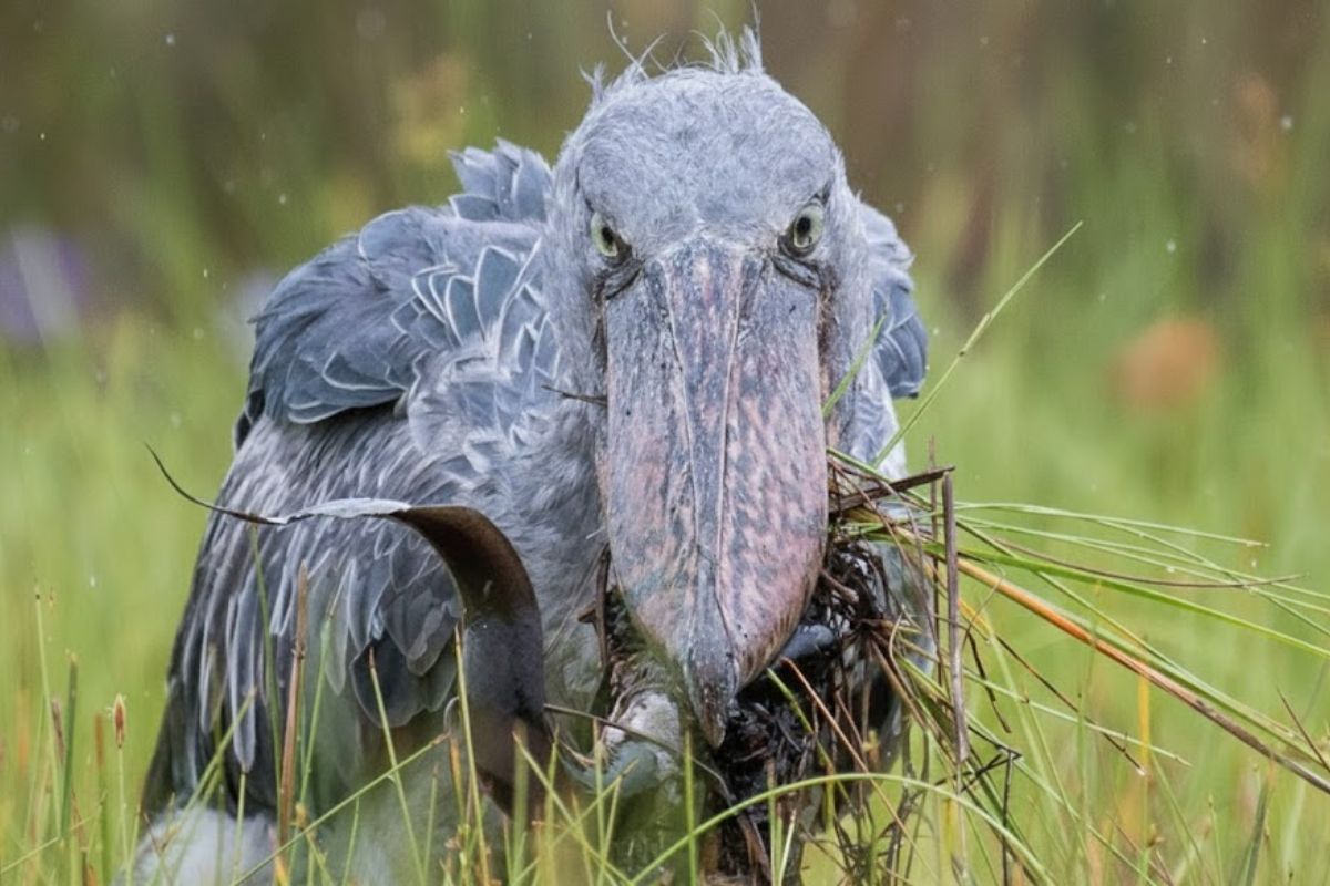 bicos-de-sapato nos pântanos da África: som de britadeira, técnicas de caça com bico afiado, dieta, habitat e conservação.