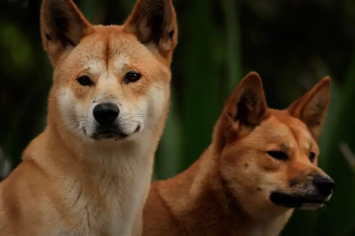 Na Austrália, o Dingo é um cachorro de origem ambígua que altera ecossistemas, motiva cerca histórica e divide fazendas e ciência em escala continental.