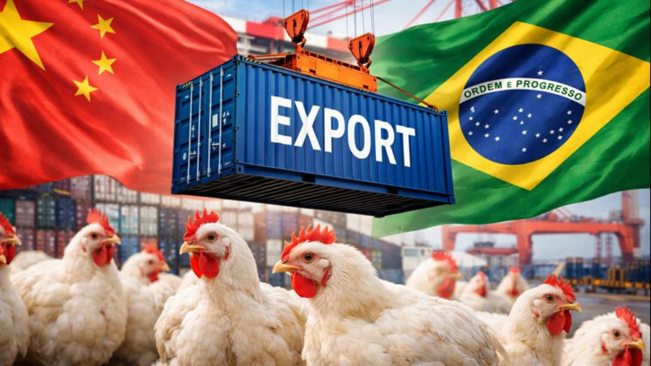 Exportação de frango do RS é liberada após China suspender embargo por Doença de Newcastle em granja comercial.