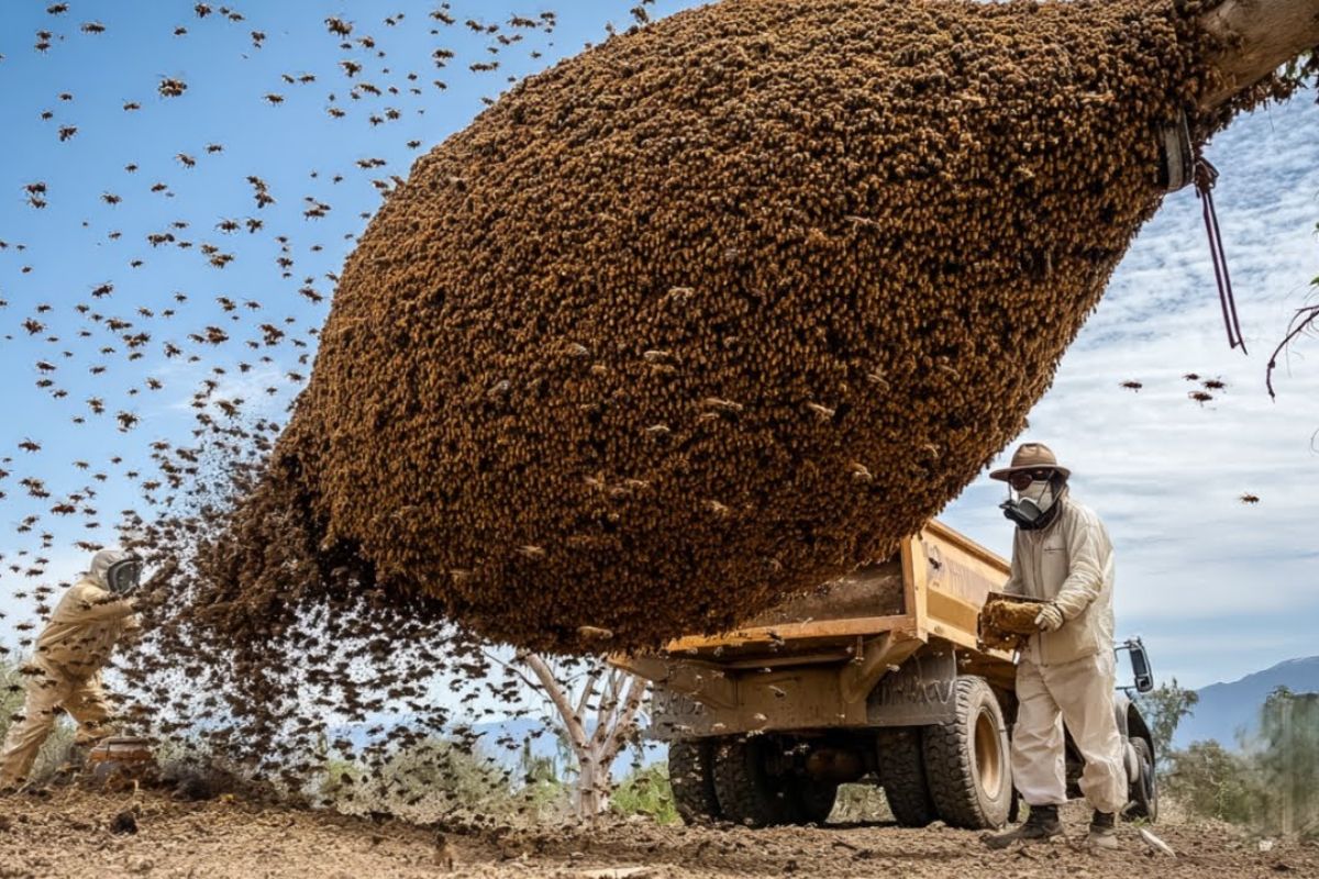 Fazendeiros xingados de loucos transformam deserto salgado de Nevada em mina de ouro com milhões de abelhas nativas, salvam a lavoura de alfafa e criam polo mundial (2)