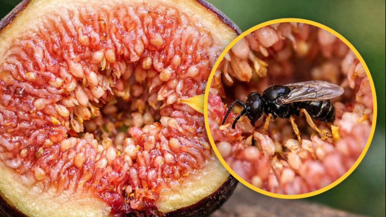 Figo não é fruta nem planta carnívora. Entenda como a flor invertida digere a vespa-do-figo e qual o papel da polinização.