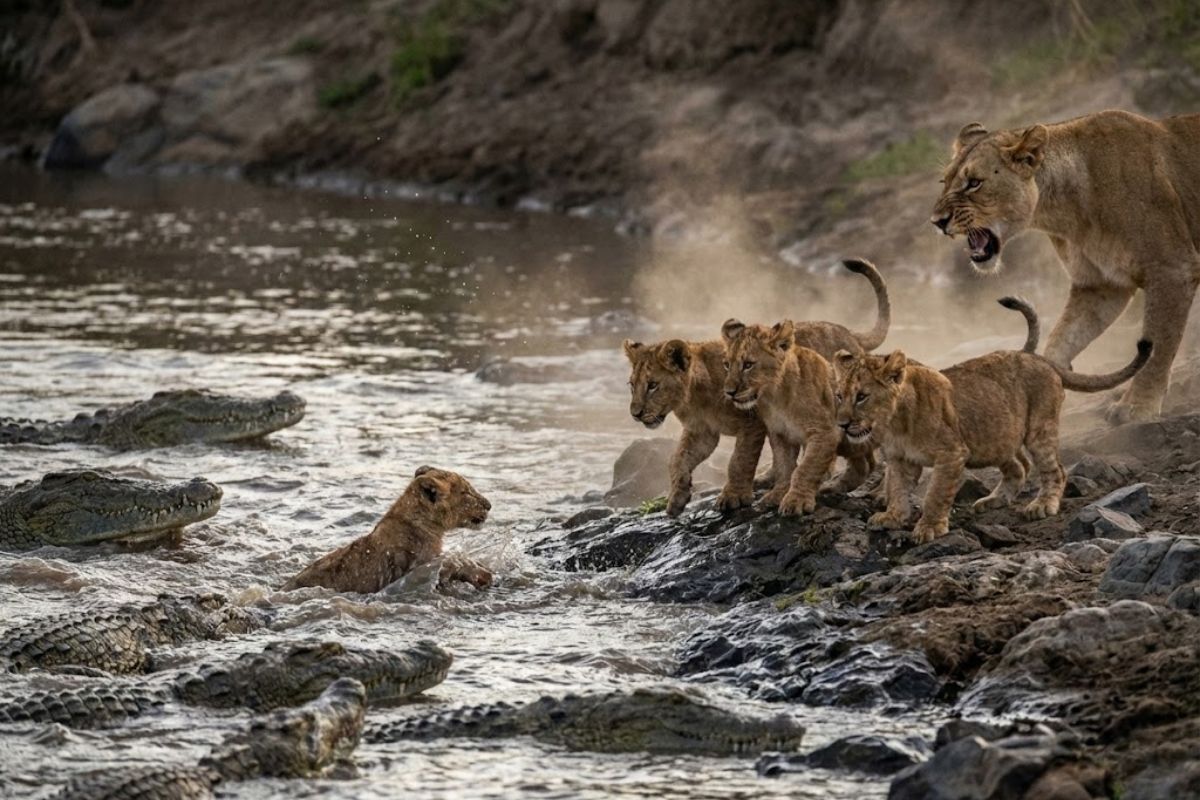 Leão conduz filhotes por rio com crocodilos em travessia de sobrevivência, enquanto a correnteza desafia o orgulho e separa a família em momento dramático.
