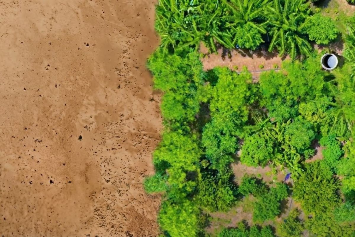 Floresta no Senegal usa jardins florestais e permacultura para produzir alimentos, elevar renda, capturar carbono e conter o deserto em áreas de seca extrema.
