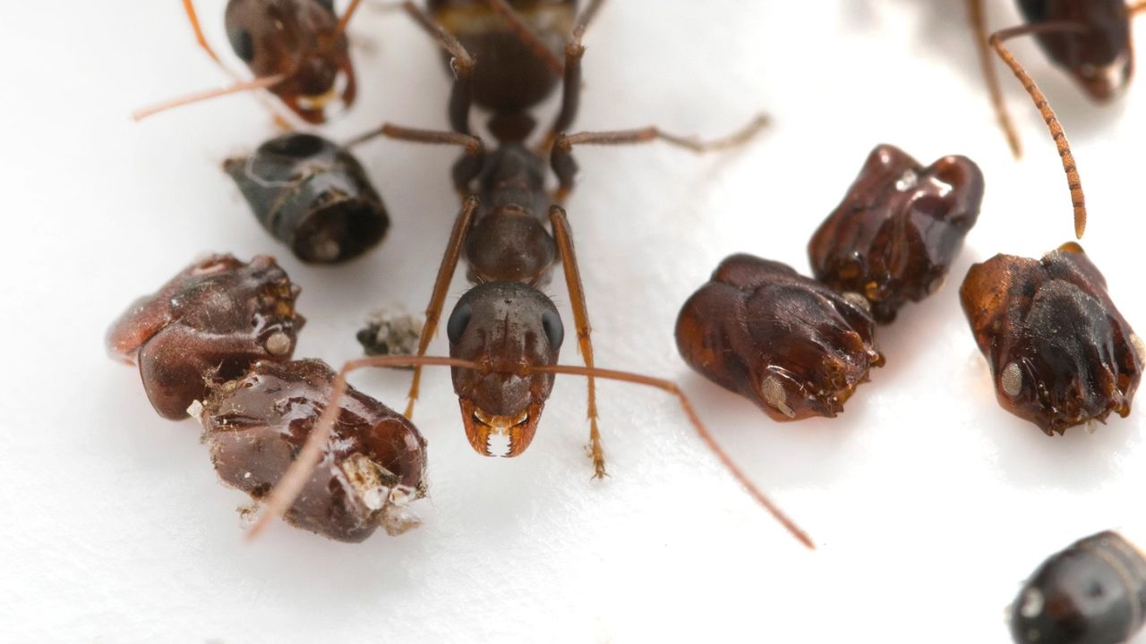 Cientistas investigam por que formigas usam cabeças de outras espécies como decoração e como isso se relaciona com caça, química e evolução.