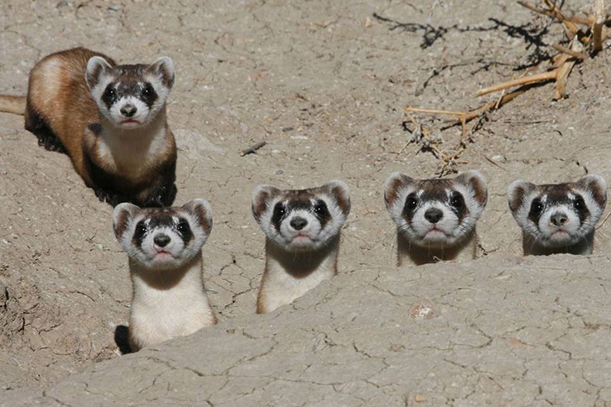 Furões-de-patas-negras restauram pradarias no interior dos Estados Unidos em 2026, controlam roedores, estabilizam solo e água, aumentam o estoque de carbono e se tornam símbolo global de restauração ambiental.