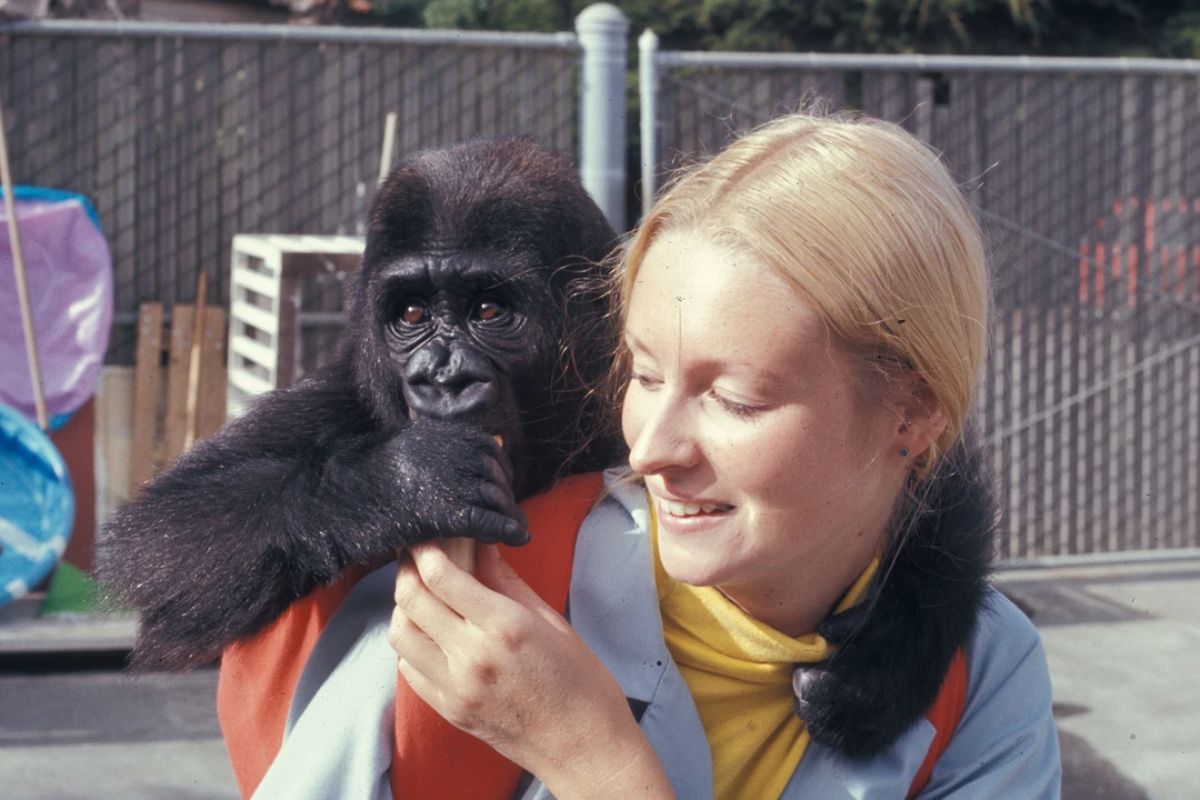 Gorila Koko aprendeu linguagem de sinais, impulsionou debate sobre consciência animal e revelou limites da mente de um primata para a ciência.