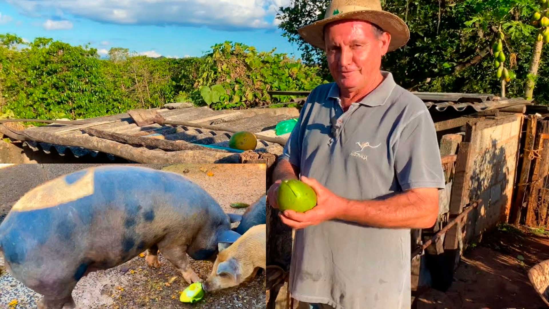 Homem revela um truque antigo da roça para reduzir o gasto com ração, alimentando os porcos com abacate, casca de mandioca e outras sobras de processamento