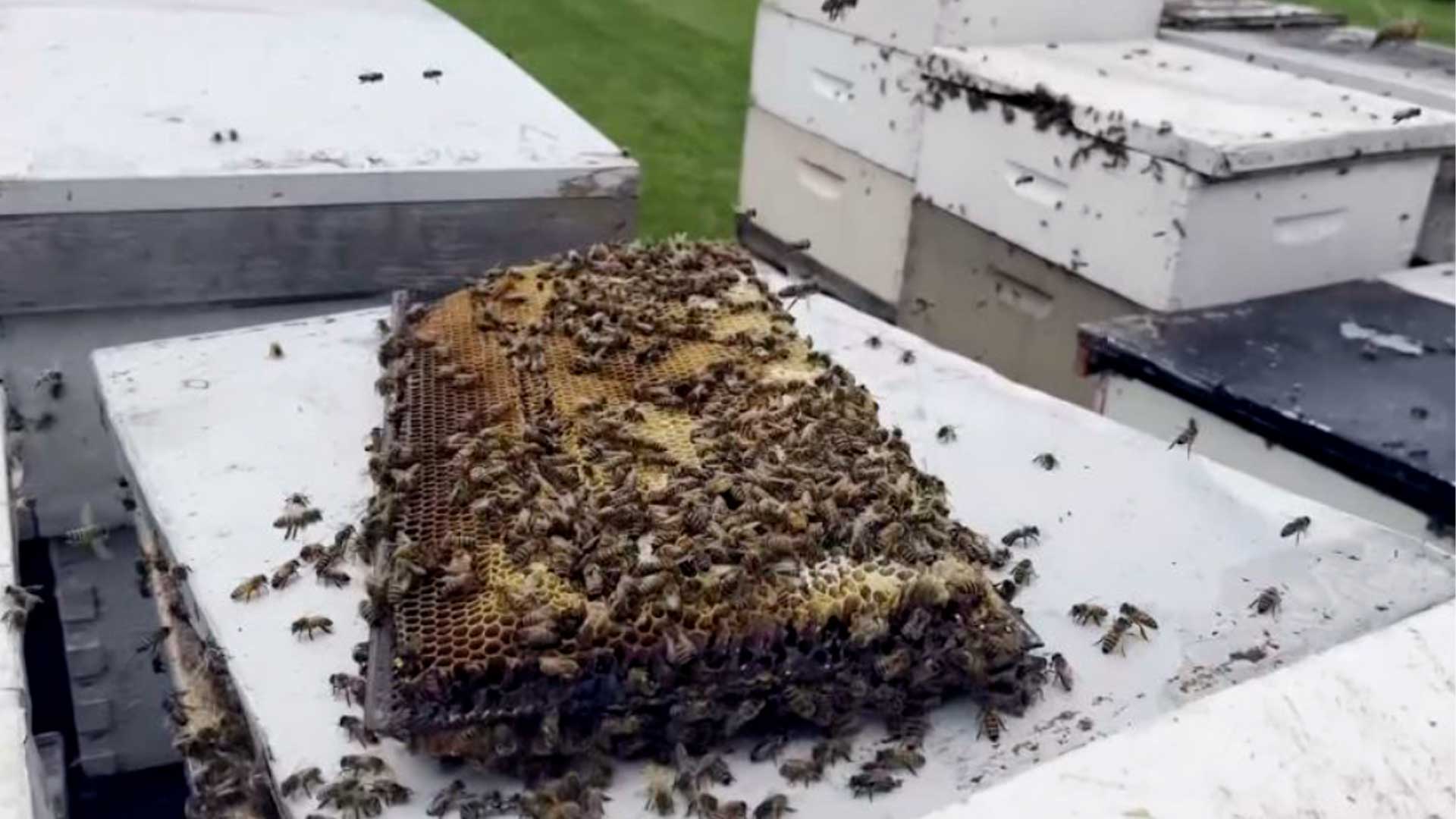 Hotéis de abelhas hospedam milhões de insetos e transformam a semente de alfafa em um negócio milionário de polinização e logística no campo