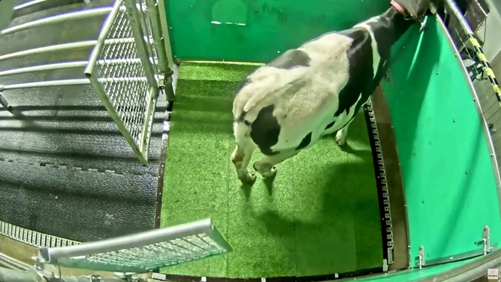 Experimento científico mostrou que bezerros podem aprender a urinar em local específico do curral, usando recompensa e correção leve, com impacto direto no manejo e na higiene da pecuária.