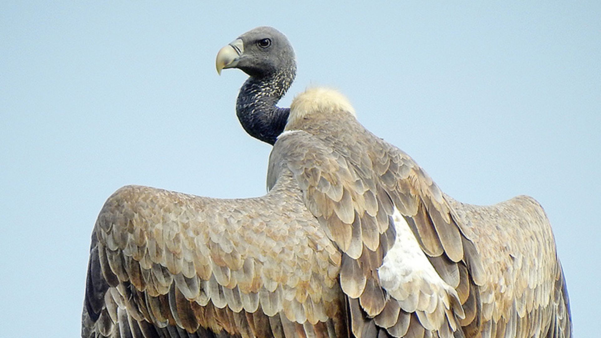 Após proibição do diclofenaco em 2006, abutres voltam à Índia com solturas monitoradas e retomam função ecológica vital no controle de carcaças.
