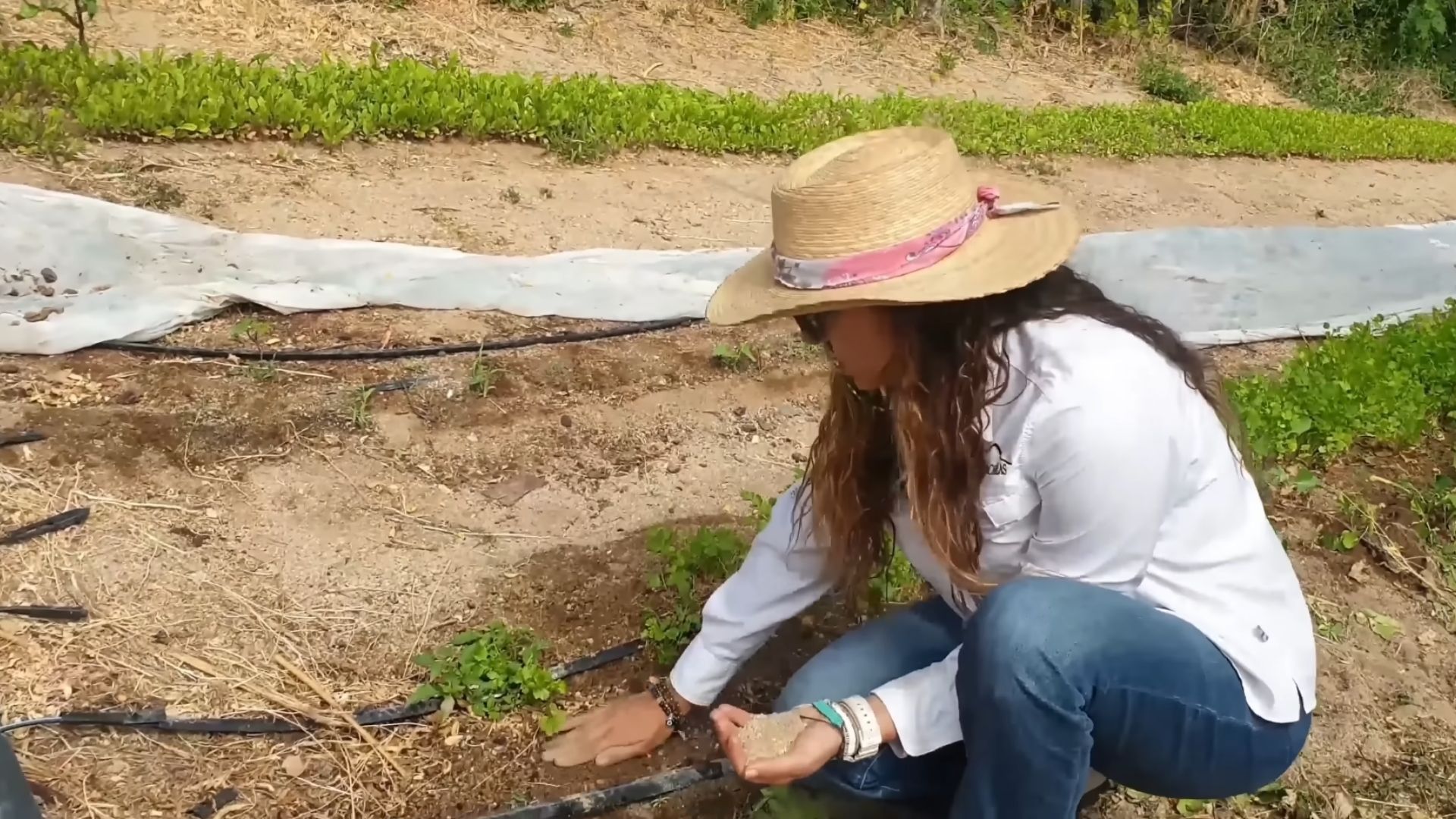 Fazenda no Deserto de Sonora regenera solo com fungos, biocrostas e irrigação probiótica, reduz uso de água e aumenta colheitas em clima árido.