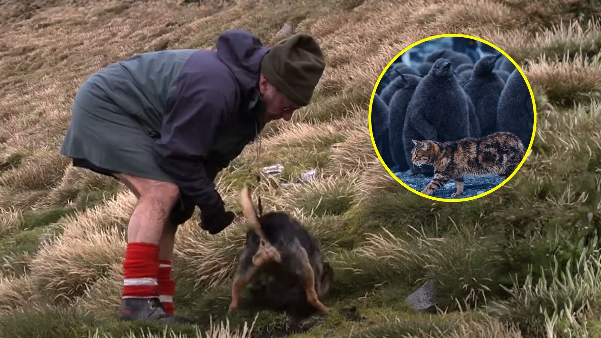 Operação inédita eliminou gatos selvagens em ilha remota e permitiu a recuperação gradual de aves marinhas afetadas por predador invasor.